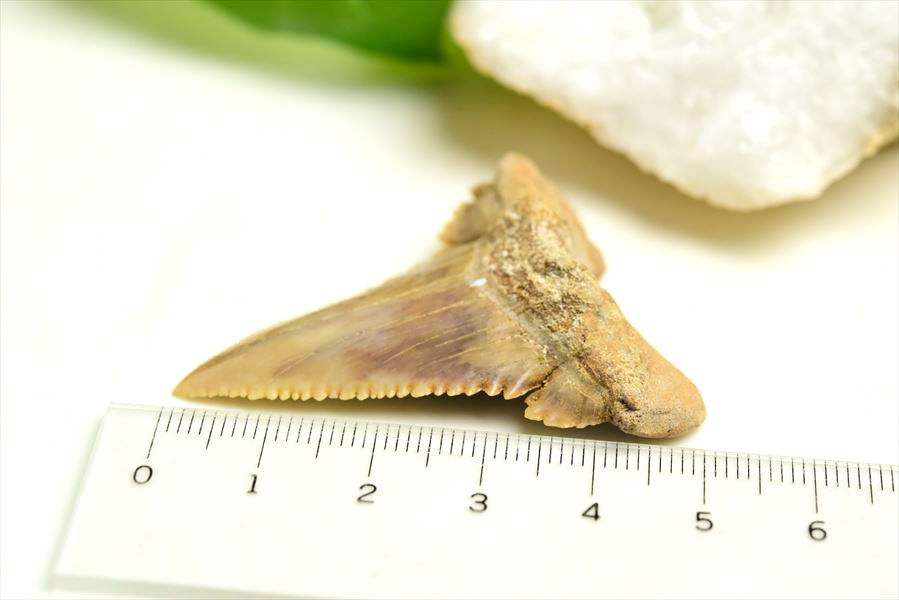 ホホジロザメ　歯　牙　サメの歯　化石　原石　モロッコ　Carcharodon carcharias tooth　天然石　パワーストーン