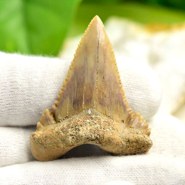 ホホジロザメ　歯　牙　サメの歯　化石　原石　モロッコ　Carcharodon carcharias tooth　天然石　パワーストーン