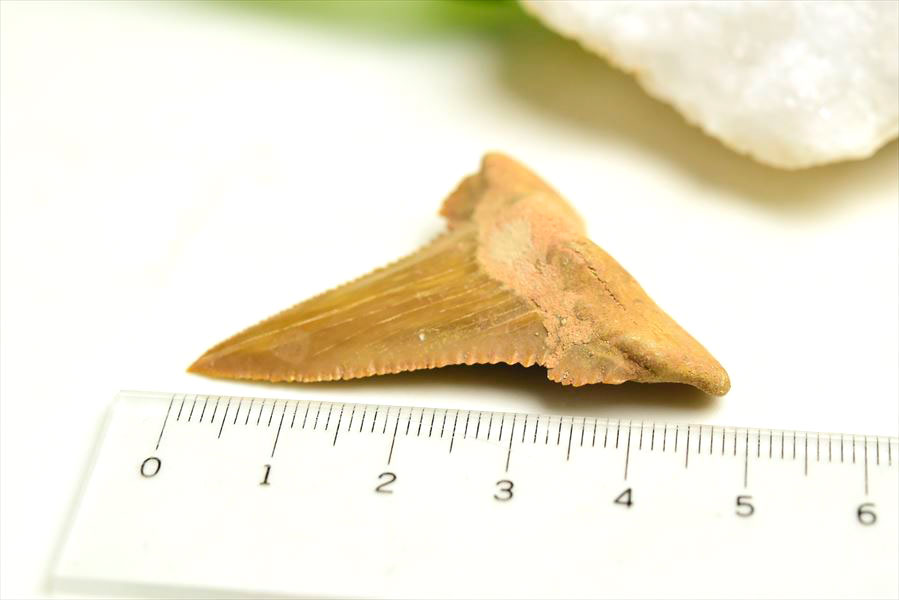 ホホジロザメ　歯　牙　サメの歯　化石　原石　モロッコ　Carcharodon carcharias tooth　天然石　パワーストーン