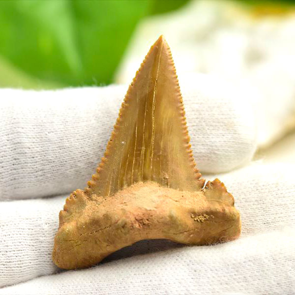 ホホジロザメ　歯　牙　サメの歯　化石　原石　モロッコ　Carcharodon carcharias tooth　天然石　パワーストーン