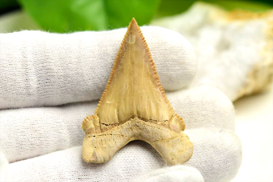 ホホジロザメ　歯　牙　サメの歯　化石　原石　モロッコ　Carcharodon carcharias tooth　天然石　パワーストーン