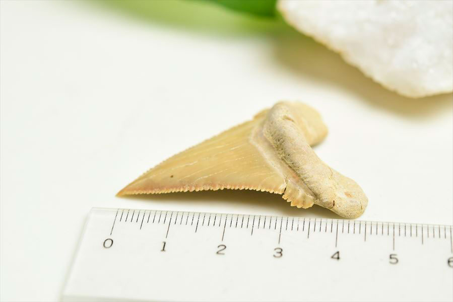 ホホジロザメ　歯　牙　サメの歯　化石　原石　モロッコ　Carcharodon carcharias tooth　天然石　パワーストーン