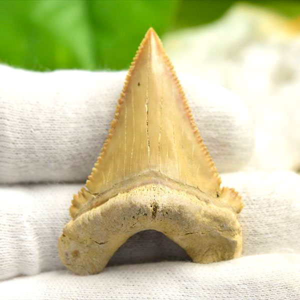 ホホジロザメ　歯　牙　サメの歯　化石　原石　モロッコ　Carcharodon carcharias tooth　天然石　パワーストーン