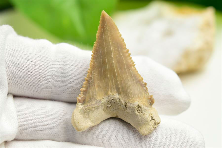 ホホジロザメ　歯　牙　サメの歯　化石　原石　モロッコ　Carcharodon carcharias tooth　天然石　パワーストーン