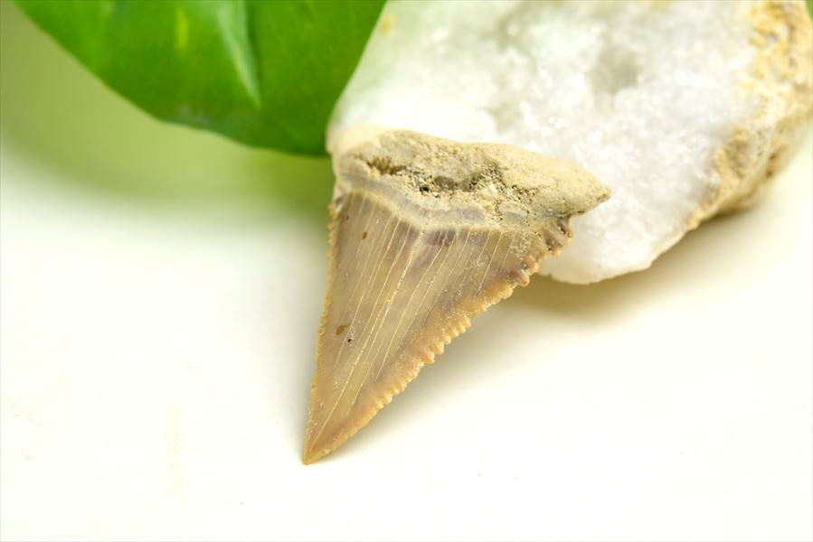 ホホジロザメ　歯　牙　サメの歯　化石　原石　モロッコ　Carcharodon carcharias tooth　天然石　パワーストーン