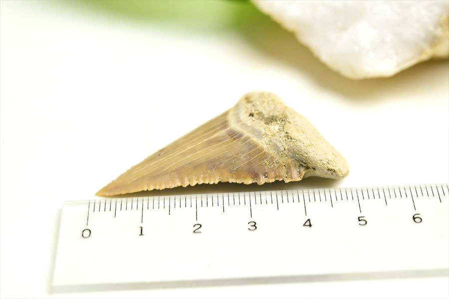 ホホジロザメ　歯　牙　サメの歯　化石　原石　モロッコ　Carcharodon carcharias tooth　天然石　パワーストーン