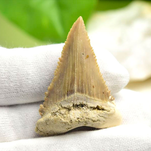 ホホジロザメ　歯　牙　サメの歯　化石　原石　モロッコ　Carcharodon carcharias tooth　天然石　パワーストーン