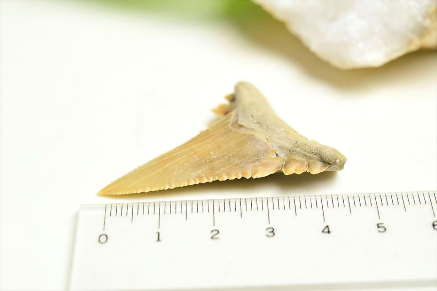 ホホジロザメ　歯　牙　サメの歯　化石　原石　モロッコ　Carcharodon carcharias tooth　天然石　パワーストーン