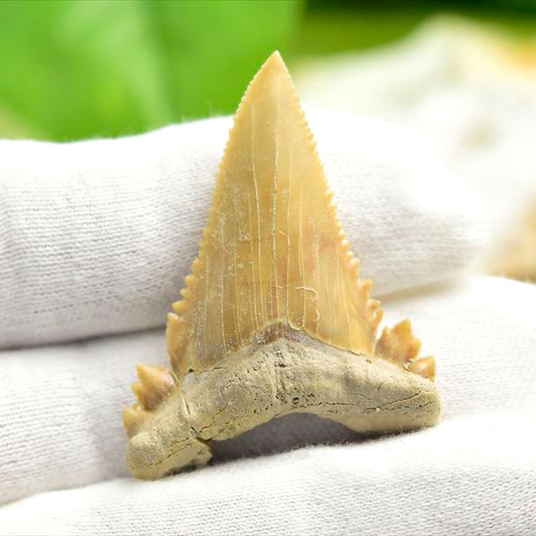 ホホジロザメ　歯　牙　サメの歯　化石　原石　モロッコ　Carcharodon carcharias tooth　天然石　パワーストーン