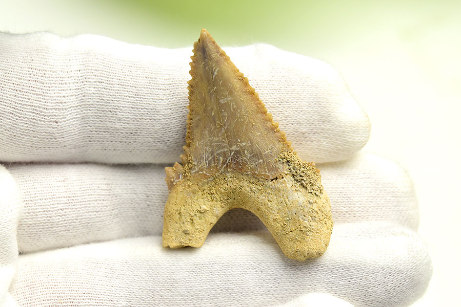 ホホジロザメ　歯　牙　サメの歯　化石　原石　モロッコ　Carcharodon carcharias tooth　天然石　パワーストーン