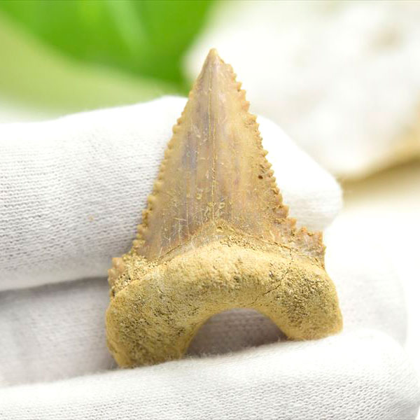 ホホジロザメ　歯　牙　サメの歯　化石　原石　モロッコ　Carcharodon carcharias tooth　天然石　パワーストーン