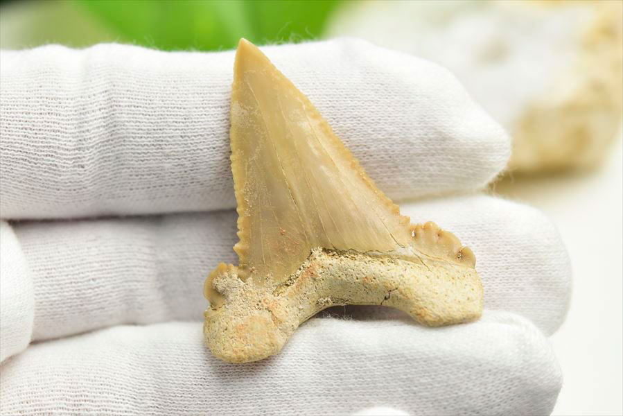 ホホジロザメ　歯　牙　サメの歯　化石　原石　モロッコ　Carcharodon carcharias tooth　天然石　パワーストーン