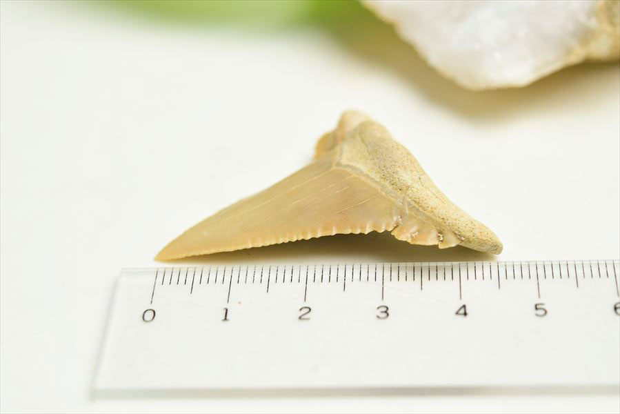 ホホジロザメ　歯　牙　サメの歯　化石　原石　モロッコ　Carcharodon carcharias tooth　天然石　パワーストーン