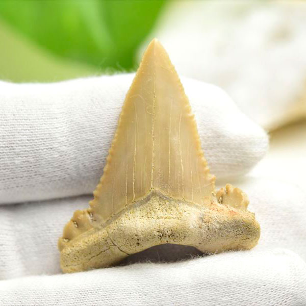 ホホジロザメ　歯　牙　サメの歯　化石　原石　モロッコ　Carcharodon carcharias tooth　天然石　パワーストーン