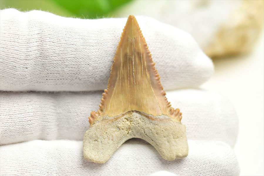 ホホジロザメ　歯　牙　サメの歯　化石　原石　モロッコ　Carcharodon carcharias tooth　天然石　パワーストーン