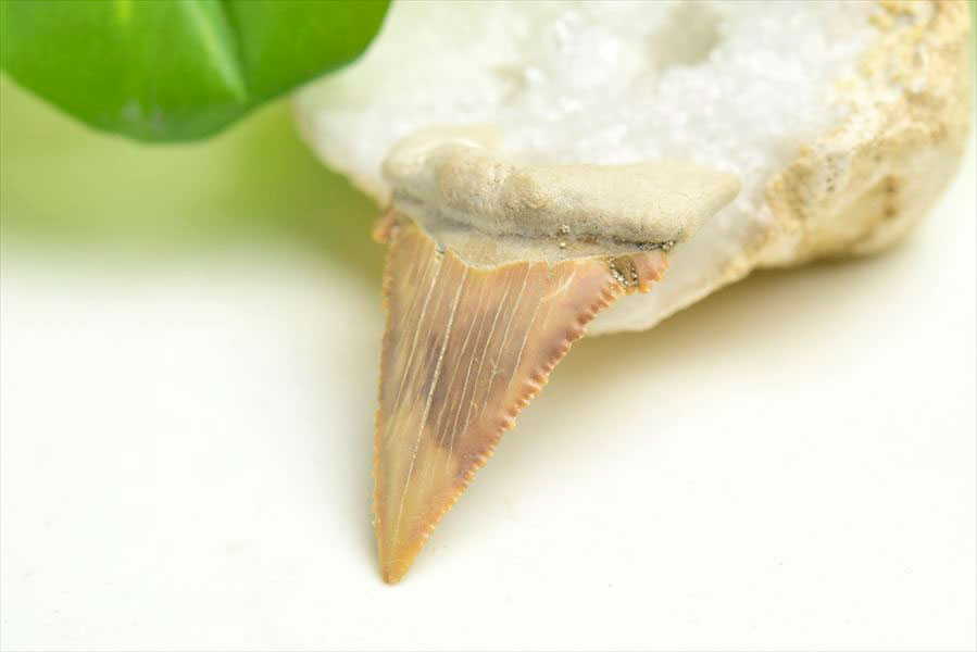ホホジロザメ 歯 牙 サメの歯 化石 原石 モロッコ Carcharodon carcharias tooth 天然石 パワーストーン