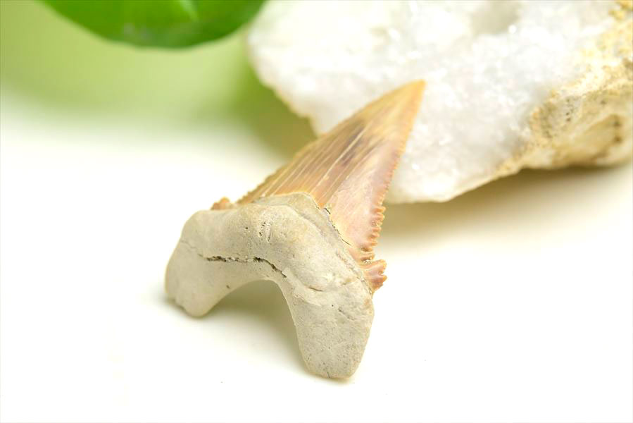 ホホジロザメ 歯 牙 サメの歯 化石 原石 モロッコ Carcharodon carcharias tooth 天然石 パワーストーン