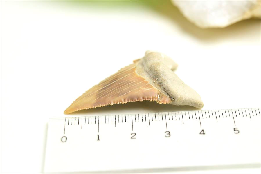 ホホジロザメ　歯　牙　サメの歯　化石　原石　モロッコ　Carcharodon carcharias tooth　天然石　パワーストーン