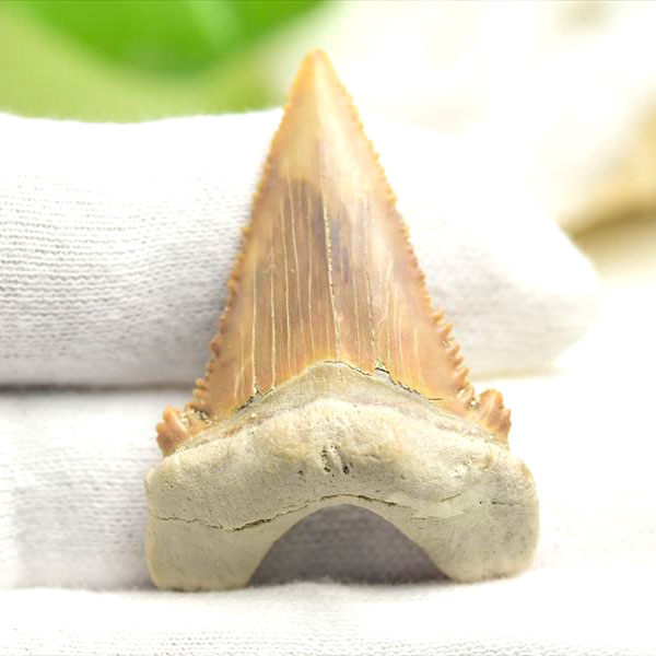 ホホジロザメ　歯　牙　サメの歯　化石　原石　モロッコ　Carcharodon carcharias tooth　天然石　パワーストーン