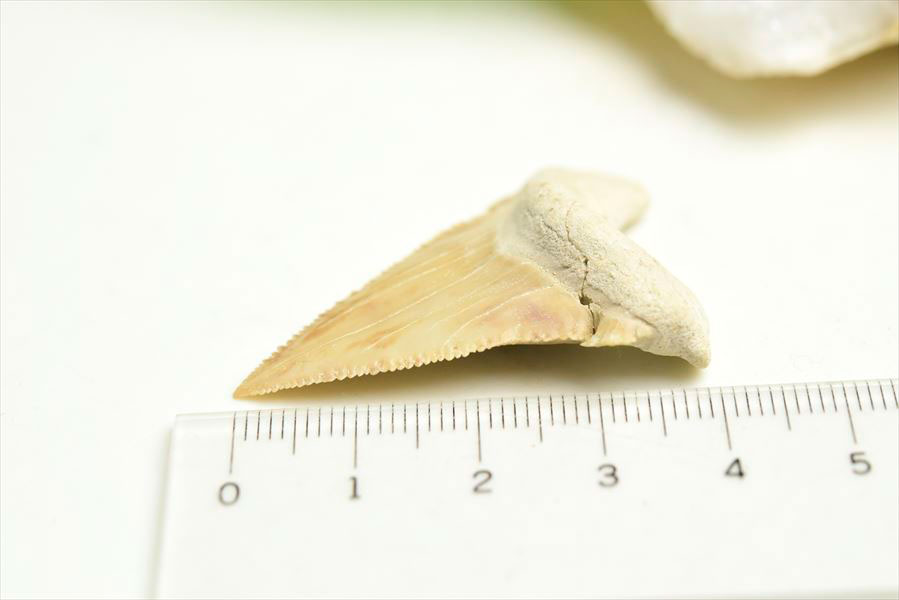 ホホジロザメ　歯　牙　サメの歯　化石　原石　モロッコ　Carcharodon carcharias tooth　天然石　パワーストーン