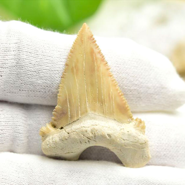 ホホジロザメ　歯　牙　サメの歯　化石　原石　モロッコ　Carcharodon carcharias tooth　天然石　パワーストーン