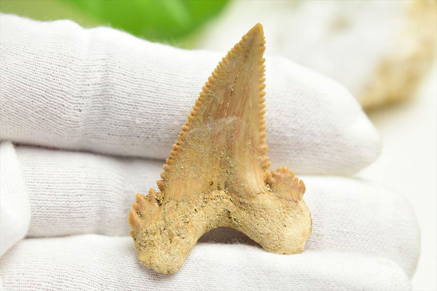 ホホジロザメ　歯　牙　サメの歯　化石　原石　モロッコ　Carcharodon carcharias tooth　天然石　パワーストーン