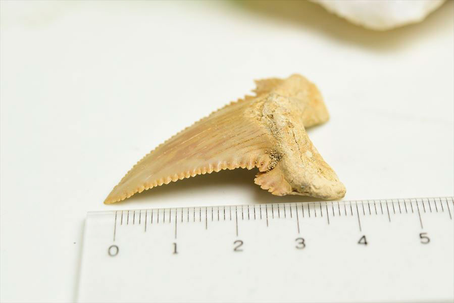 ホホジロザメ　歯　牙　サメの歯　化石　原石　モロッコ　Carcharodon carcharias tooth　天然石　パワーストーン