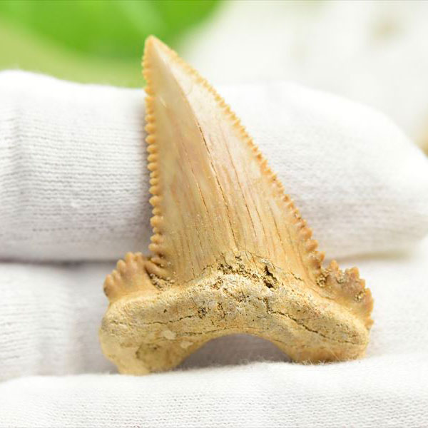 ホホジロザメ　歯　牙　サメの歯　化石　原石　モロッコ　Carcharodon carcharias tooth　天然石　パワーストーン