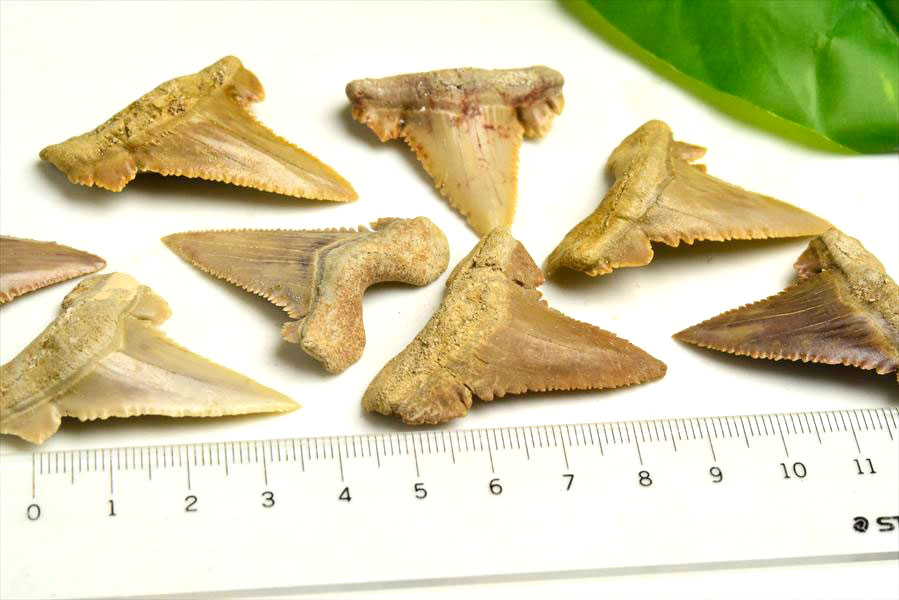 ホホジロザメ　歯　牙　サメの歯　化石　原石　モロッコ　Carcharodon carcharias tooth　天然石　パワーストーン