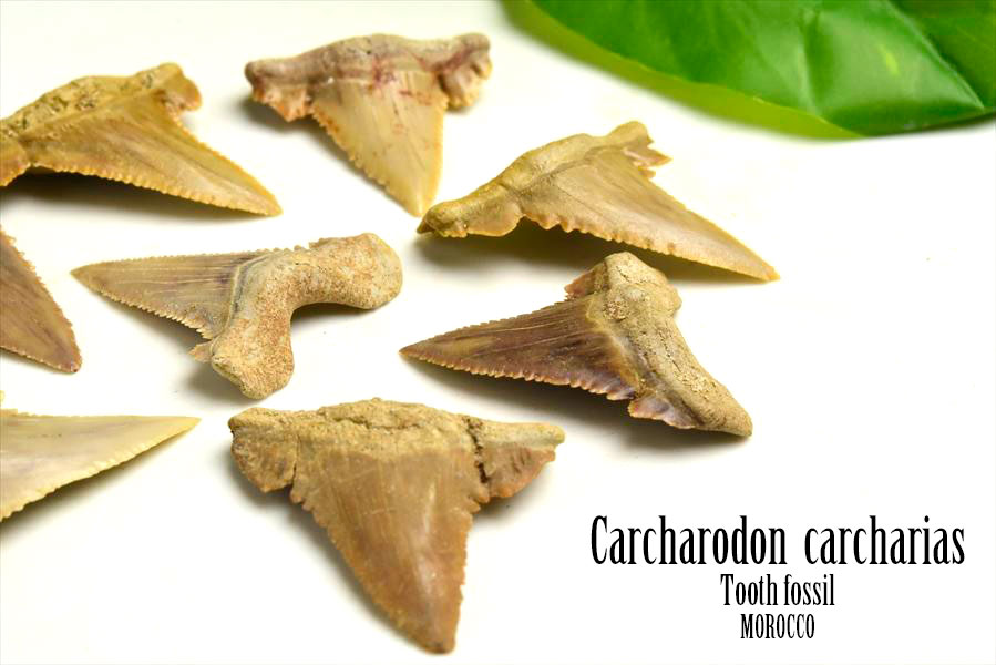 ホホジロザメ　歯　牙　サメの歯　化石　原石　モロッコ　Carcharodon carcharias tooth　天然石　パワーストーン