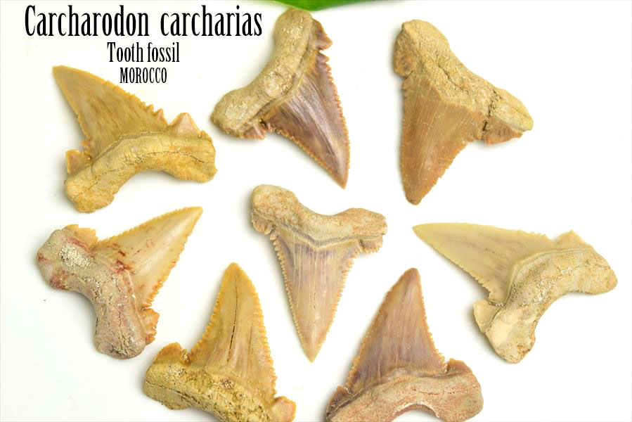 ホホジロザメ　歯　牙　サメの歯　化石　原石　モロッコ　Carcharodon carcharias tooth　天然石　パワーストーン