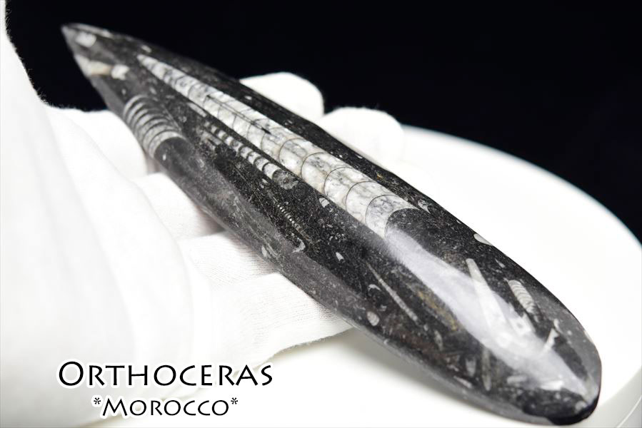 オルソセラス　化石　直角貝　オーソセラス　モロッコ　オウムガイ　Orthoceras