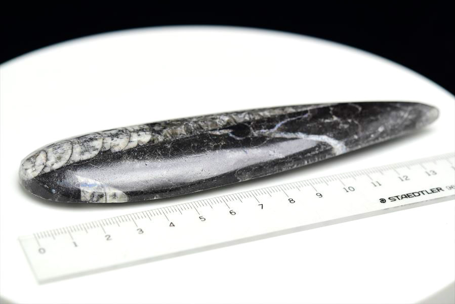 オルソセラス　化石　直角貝　オーソセラス　モロッコ　オウムガイ　Orthoceras