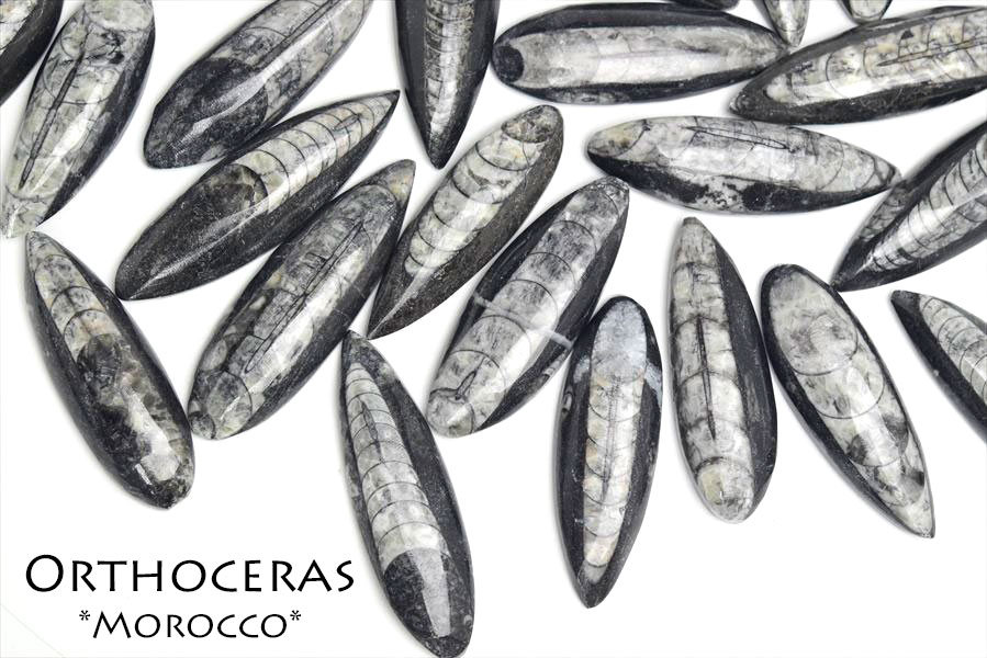 オルソセラス　直角貝　チョッカクガイ　化石　フォッシル　ミニサイズ　Orthoceras　天然石　パワーストーン