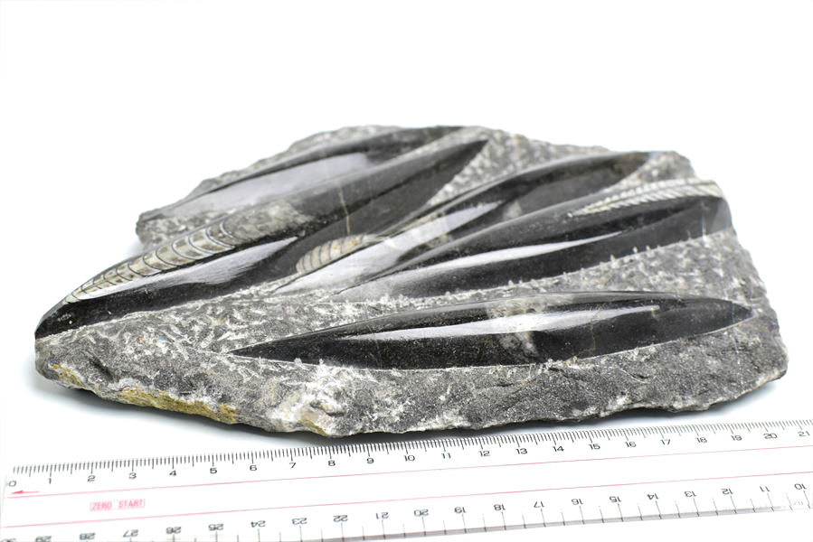 オルソセラス　化石　直角貝　オーソセラス　置物　モロッコ　オウムガイ　Orthoceras