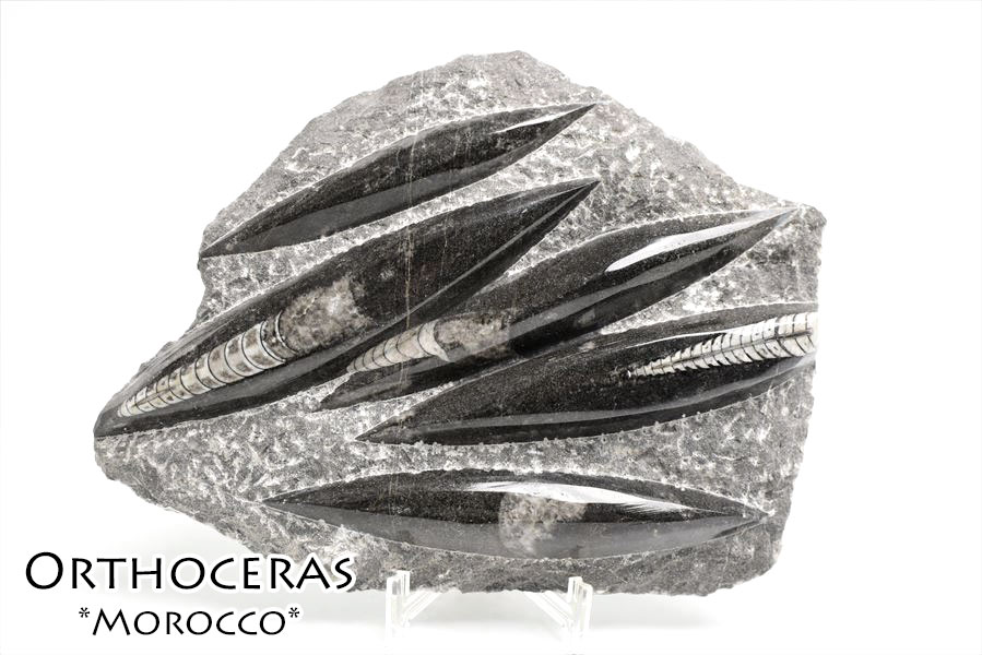 オルソセラス　化石　直角貝　オーソセラス　置物　モロッコ　オウムガイ　Orthoceras