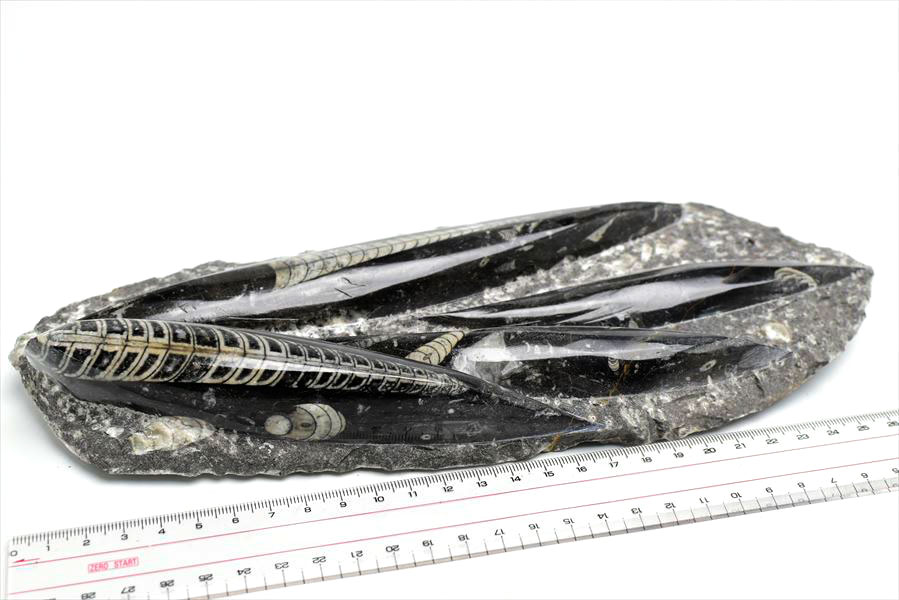 オルソセラス　化石　直角貝　オーソセラス　置物　モロッコ　オウムガイ　Orthoceras