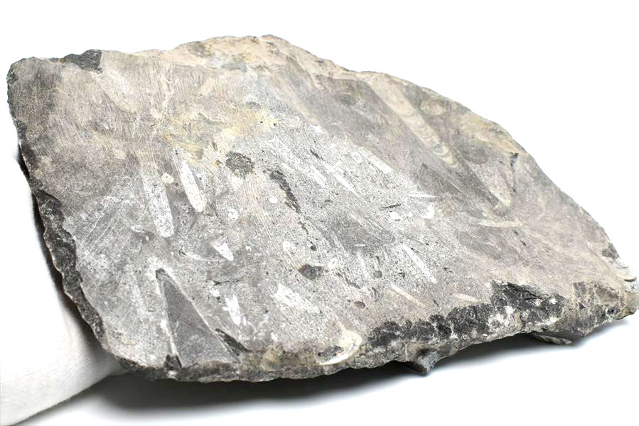 オルソセラス　化石　直角貝　オーソセラス　置物　モロッコ　オウムガイ　Orthoceras