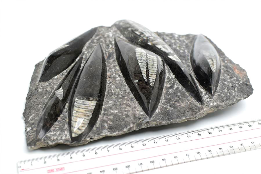 オルソセラス　化石　直角貝　オーソセラス　置物　モロッコ　オウムガイ　Orthoceras