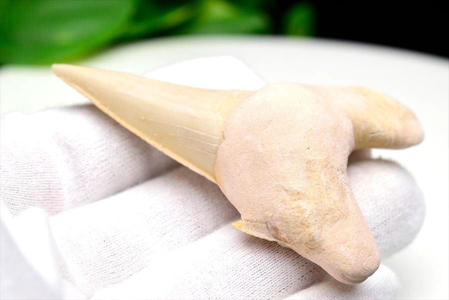 サメの歯 オトドゥス ホホジロザメ 歯 古代鮫 ネズミザメ 化石 原石 モロッコ Otodus obliquus tooth 天然石 パワーストーン