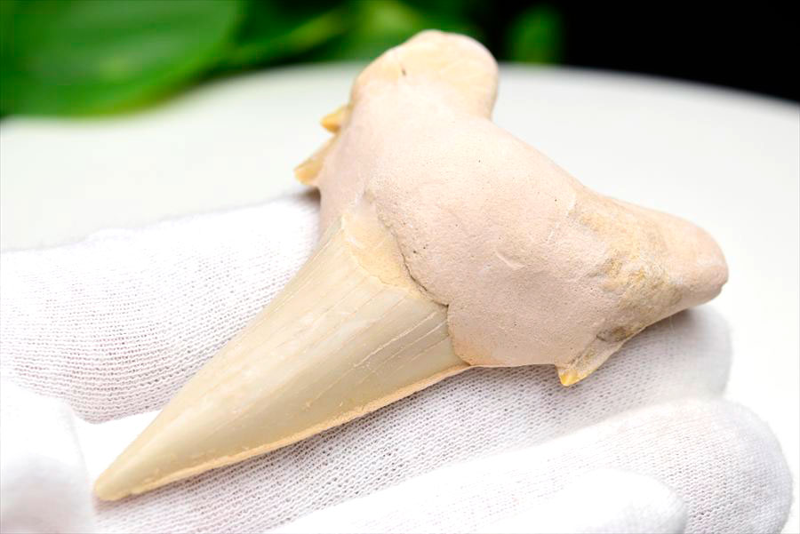 サメの歯 オトドゥス ホホジロザメ 歯 古代鮫 ネズミザメ 化石 原石 モロッコ Otodus obliquus tooth 天然石 パワーストーン