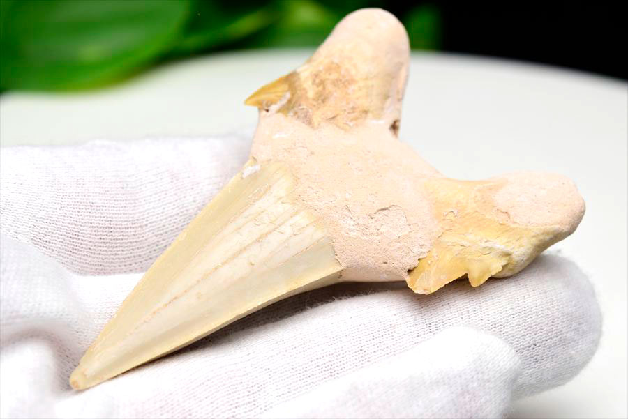 サメの歯 オトドゥス ホホジロザメ 歯 古代鮫 ネズミザメ 化石 原石 モロッコ Otodus obliquus tooth 天然石 パワーストーン