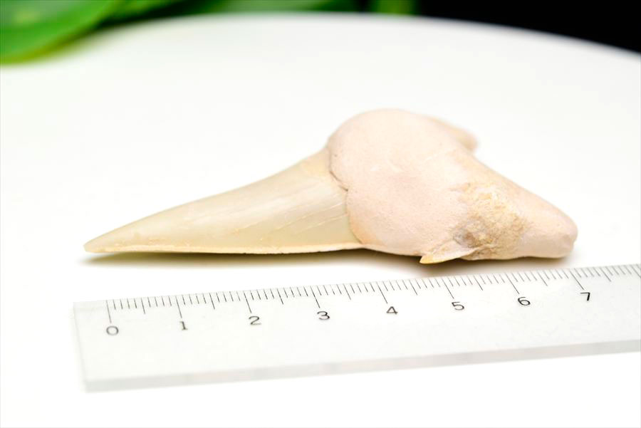 サメの歯 オトドゥス ホホジロザメ 歯 古代鮫 ネズミザメ 化石 原石 モロッコ Otodus obliquus tooth 天然石 パワーストーン