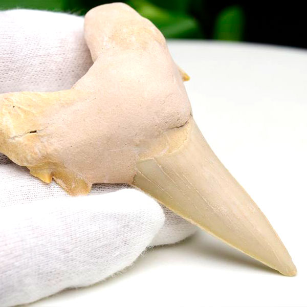 サメの歯 オトドゥス ホホジロザメ 歯 古代鮫 ネズミザメ 化石 原石 モロッコ Otodus obliquus tooth 天然石 パワーストーン