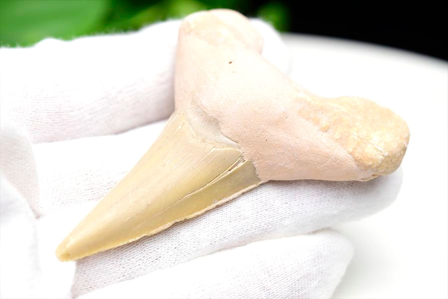 サメの歯 オトドゥス ホホジロザメ 歯 古代鮫 ネズミザメ 化石 原石 モロッコ Otodus obliquus tooth 天然石 パワーストーン