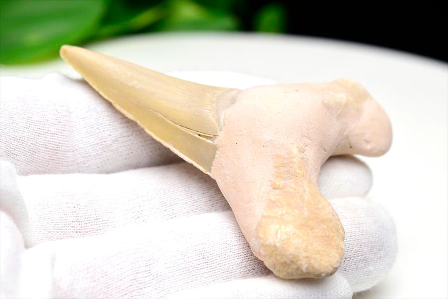 サメの歯 オトドゥス ホホジロザメ 歯 古代鮫 ネズミザメ 化石 原石 モロッコ Otodus obliquus tooth 天然石 パワーストーン