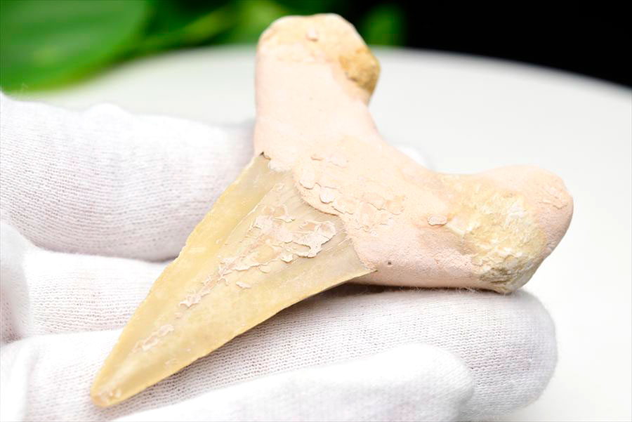 サメの歯 オトドゥス ホホジロザメ 歯 古代鮫 ネズミザメ 化石 原石 モロッコ Otodus obliquus tooth 天然石 パワーストーン
