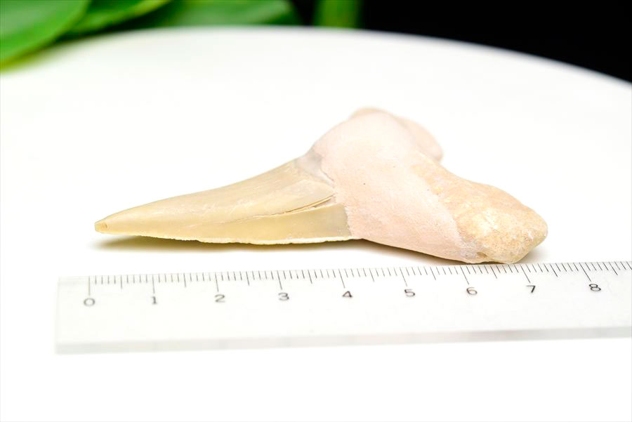 サメの歯 オトドゥス ホホジロザメ 歯 古代鮫 ネズミザメ 化石 原石 モロッコ Otodus obliquus tooth 天然石 パワーストーン