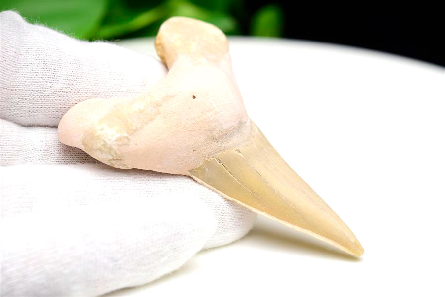 サメの歯 オトドゥス ホホジロザメ 歯 古代鮫 ネズミザメ 化石 原石 モロッコ Otodus obliquus tooth 天然石 パワーストーン