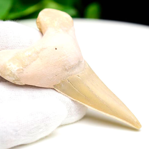 サメの歯 オトドゥス ホホジロザメ 歯 古代鮫 ネズミザメ 化石 原石 モロッコ Otodus obliquus tooth 天然石 パワーストーン